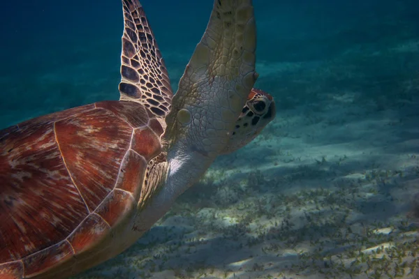 Sea turtle in egypt — Stock Photo, Image