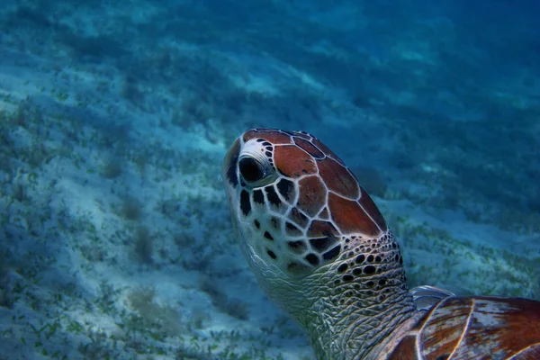 Zeeschildpad hoofd dicht — Stockfoto