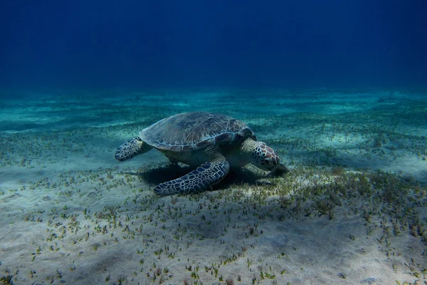 Морская черепаха на дне моря — стоковое фото