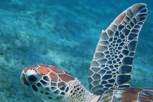Żółw pływanie w morzu — Zdjęcie stockowe