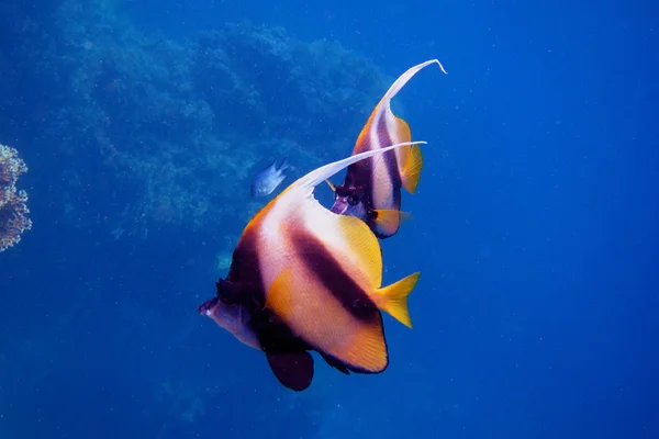 Zwei rote Meereswimpel-Fische — Stockfoto