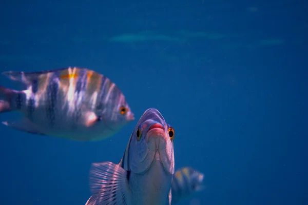 Dois peixes sargento no mar — Fotografia de Stock