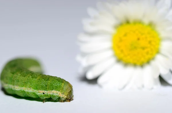 Κάμπια με closeup λουλούδι — Φωτογραφία Αρχείου
