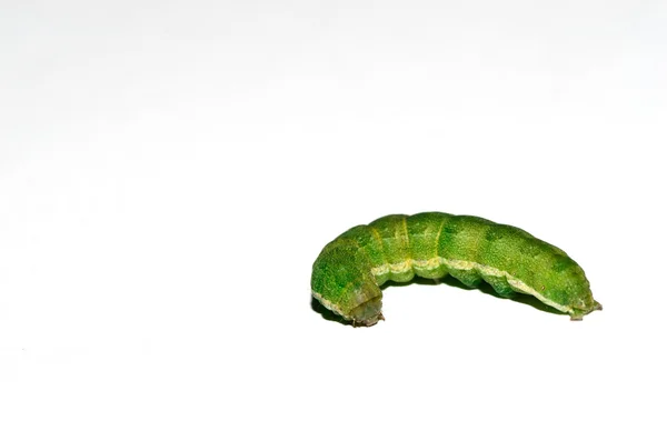 Oruga verde — Foto de Stock