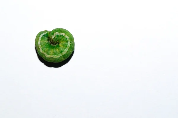 Zielona gąsienica zwinięte — Zdjęcie stockowe