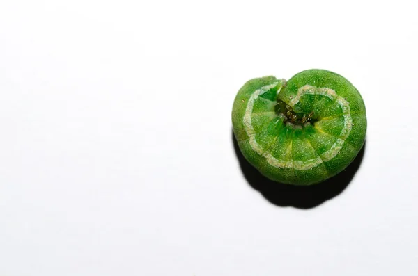 Green caterpillar curled up on white — Stock Photo, Image