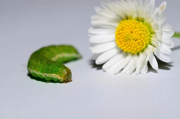 Chenille verte avec fleur — Photo