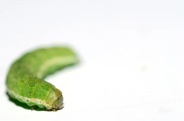 녹색 애벌레 큰 보기 — 스톡 사진