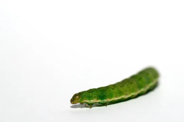 Chenille verte sur blanc — Photo