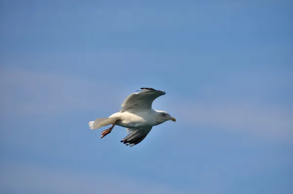 Flygande mås på blå himmel — Stockfoto