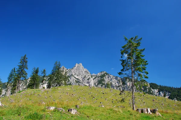 Mountain landscape with tree stump — Stock Photo, Image