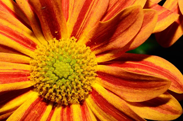 Żółty kwiat czerwony detal — Zdjęcie stockowe