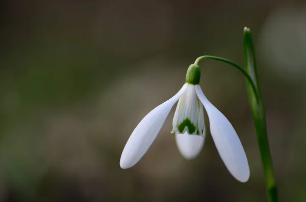 Chute de neige fraîche — Photo