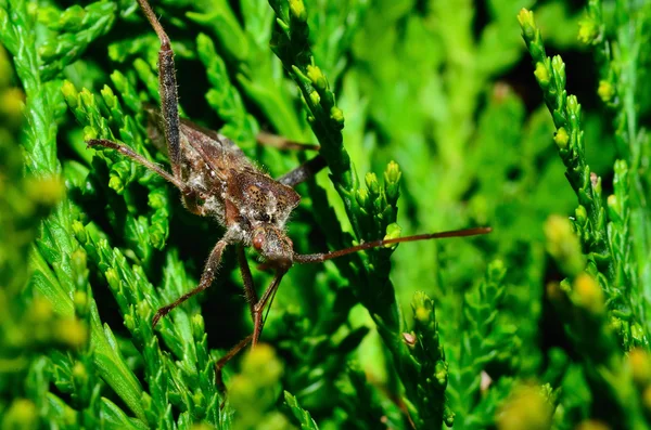 Insecto en el verde — Foto de Stock