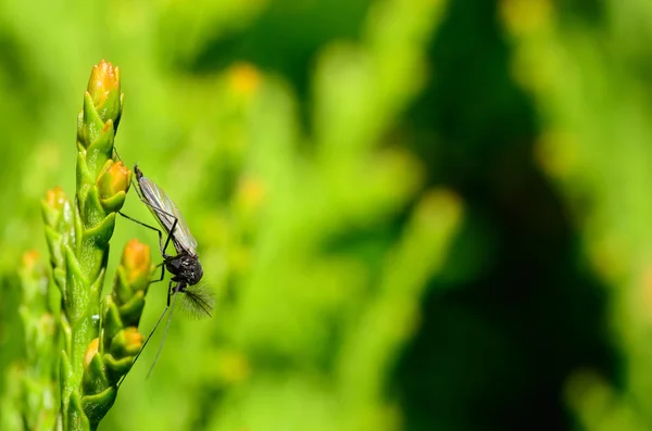 Insetto con verde — Foto Stock