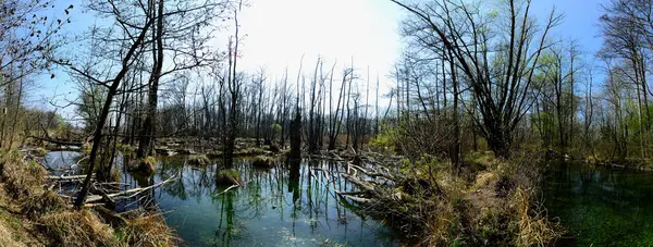 Naturlandschaft mit Sumpfpanorama — Stockfoto