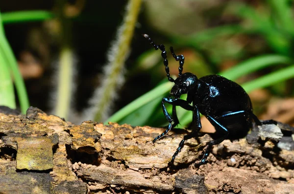 Escarabajo negro en un tronco de árbol —  Fotos de Stock
