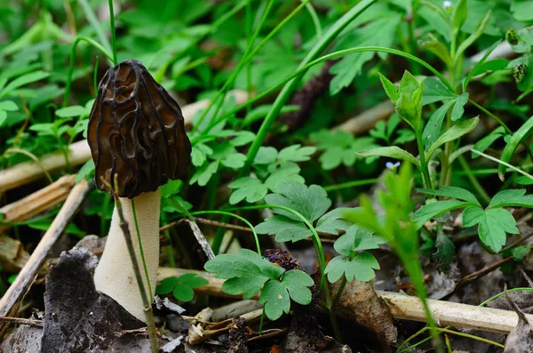 Morel in the forest — Stock Photo, Image