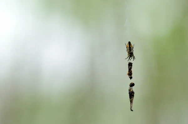 蜘蛛的猎物 — 图库照片