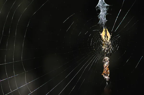 Spider in web with prey — Stock Photo, Image