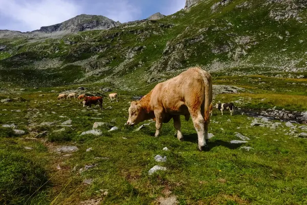 Krávy Stojící Zelené Louce Horách Rakouska Létě — Stock fotografie