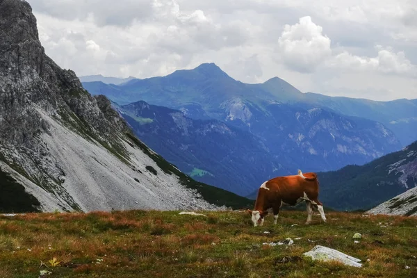 Jediná Kráva Stojící Louce Vysoko Hoře Širokým Výhledem Další Hory — Stock fotografie