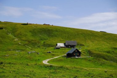 Alp kulübeleri ve inekler Avustralya 'da inanılmaz bir yeşil doğa manzarası içerisindeler.
