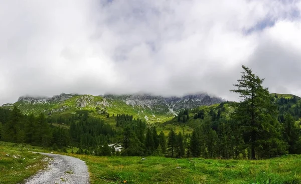 Maravillosos Árboles Verdes Mientras Caminan Las Montañas Con Denso Panorama —  Fotos de Stock