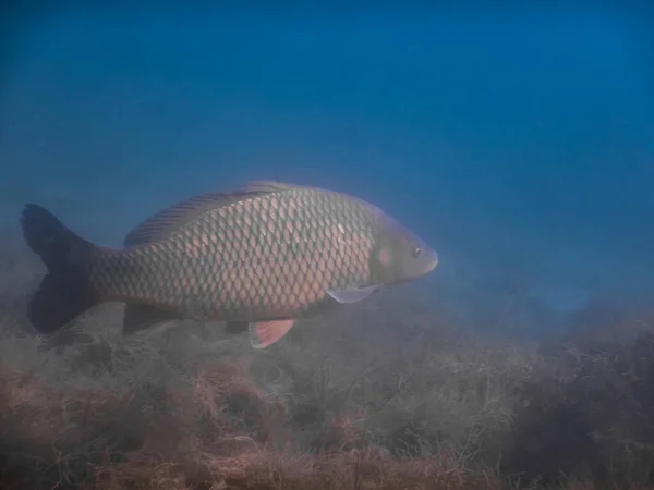 ダイビング中に海草の上の湖から青い水の中を泳ぐ鯉 — ストック写真