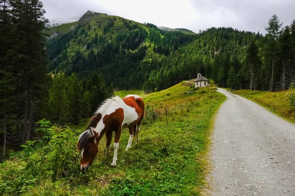 Bruin Wit Paard Eet Weide Langs Weg Bergen — Stockfoto
