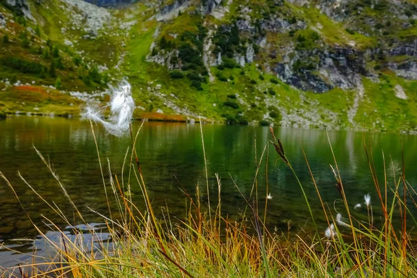 Weiches Baumwollgras Ufer Eines Bergsees — Stockfoto