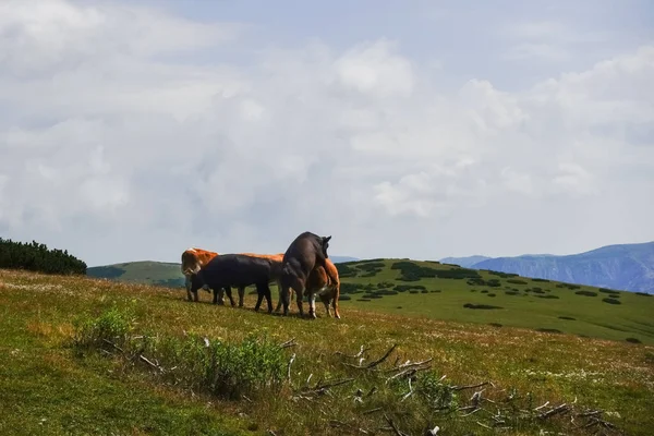 Dark Brown Bull Rides Cow Mountains While Hiking — Stock Photo, Image