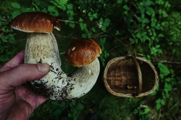 Duplo Rei Bolete Cogumelo Realizada Uma Mão Uma Cesta Chão — Fotografia de Stock