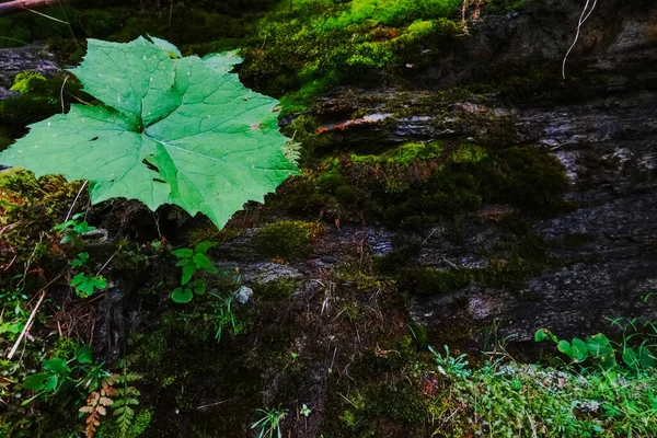 Grande Folha Verde Musgo Molhado Rochas Verão — Fotografia de Stock