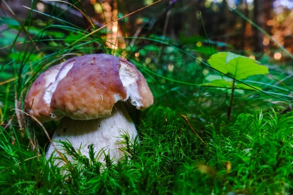 オーストリアの森の緑の苔の中にある大きな新鮮なキング ボレテ キノコです — ストック写真