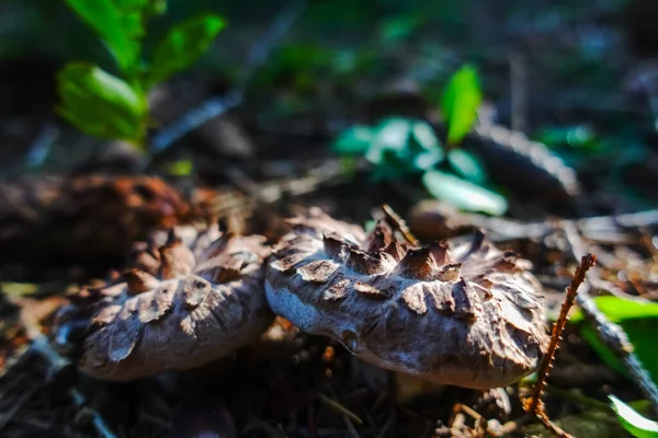 Funghi Porcospino Freschi Piccoli Sole Una Foresta Nell Estate — Foto Stock