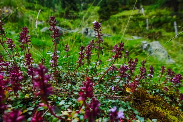 Yaz Aylarında Doğa Yürüyüşü Yaparken Dağ Bitkilerinden Leylak Çiçeği Açar — Stok fotoğraf