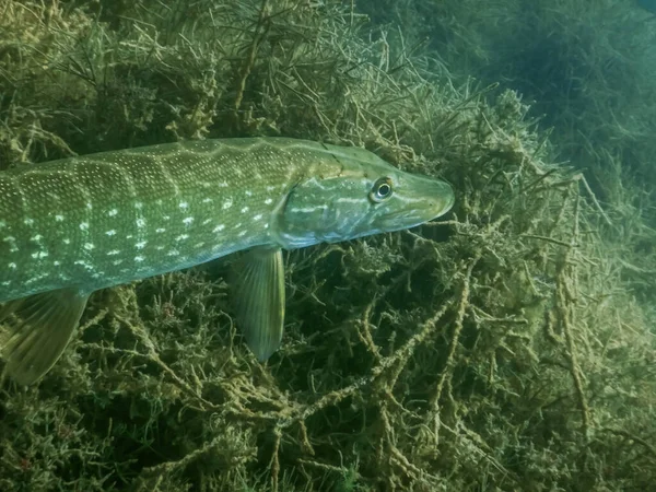Göl manzaralı küçük bir turna balığı.