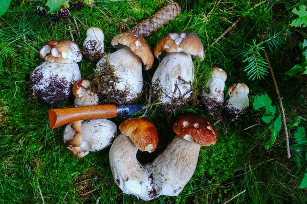 Lot King Bolete Mushrooms Collected Lying Green Forest Floor Knife — Stock Photo, Image