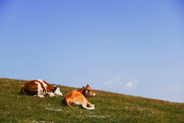 Two Cows Lying Looking Mountain Blue Sky Summer — Stock Photo, Image