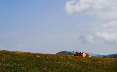 Yazın mavi gökyüzü ve çiçeklerle bir çayırda yatan iki inek.