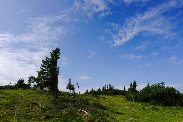 Einseitige Kiefern Auf Einem Grünen Hügel Mit Blauem Himmel Sommer — Stockfoto