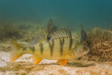 Birçok levrek sonbaharda deniz yatağından süzülüyor.