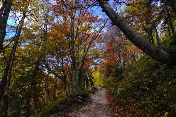 Farbenpracht Herbst Auf Schmalem Wanderweg Durch Den Bergwald Urlaub — Stockfoto