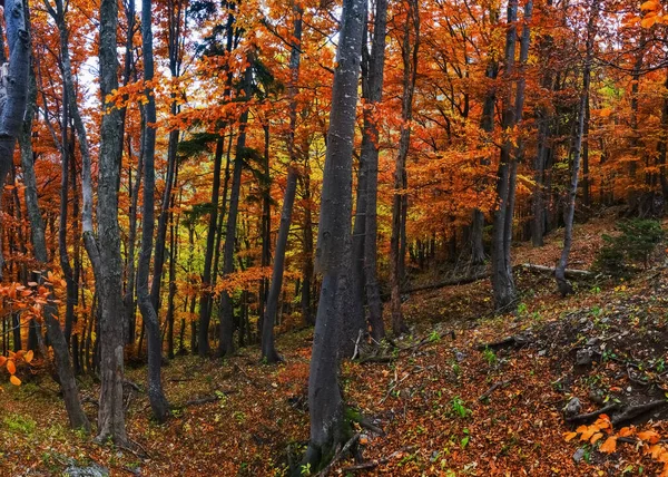 Färgglada Blad Från Träden Medan Vandrar Skog Hösten — Stockfoto