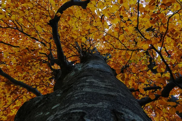 秋天散步的时候 树上长满了五彩斑斓的树叶 — 图库照片