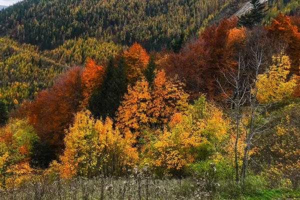 Olika Färgglada Träd Och Buskar Ett Berg Höstskogen — Stockfoto