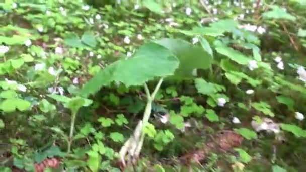 Πολλά Φρέσκα Ξύλο Sorrel Κοντά Ένα Καθαρό Ρυάκι Στο Δάσος — Αρχείο Βίντεο