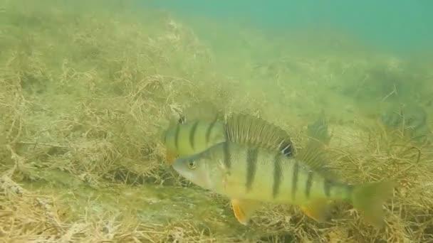 Hd_Many Perch Hover Lake Bed While Diving — Stock Video