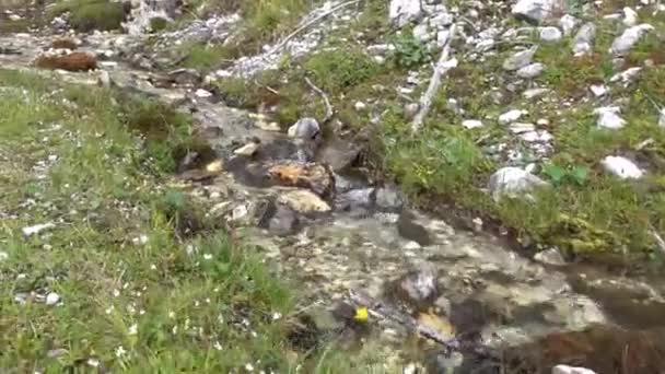 Petit Ruisseau Dégagé Sur Sentier Randonnée Dans Les Montagnes Autriche — Video